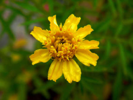 Marigoldの写真素材