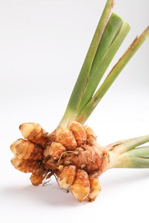 a freshly harvested turmeric plant. The plant has a long green stem with a cluster of bright orange turmeric roots attached.の写真素材