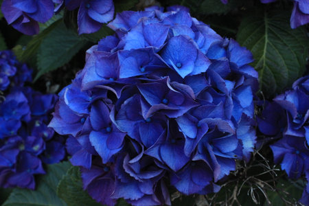 August 2022 Nature Flower Collection