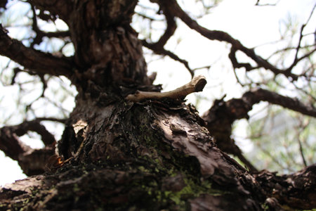 September 2022 Bonsai Showcase Outdoorsの写真素材
