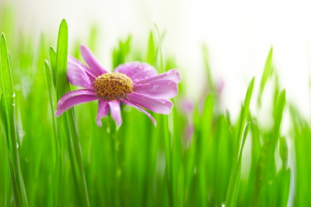 Green grassの写真素材