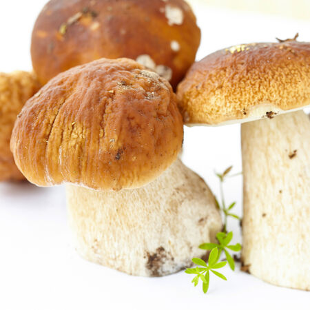 boletus mushrooms on white with green leafの写真素材