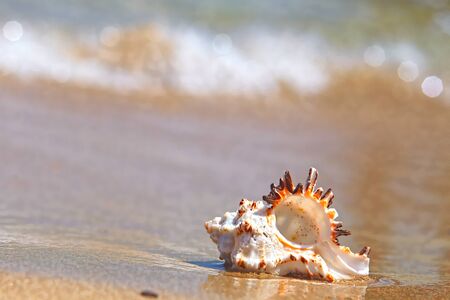 Beautiful sea shell on the beach background