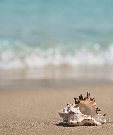 Seashell on sand beach near the seaの写真素材