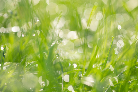 Fresh morning dew on spring grassの写真素材