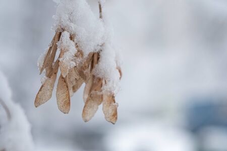 Winter branches of treesの写真素材