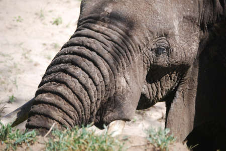 ELEPHANT IN TARANGIRE PARK NOSE SHOTの写真素材
