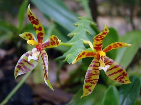 Tropical flowers. Orchids of Borneo. Growing in the nature.                               の写真素材