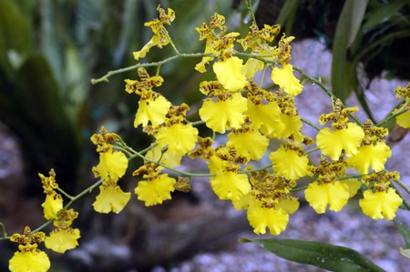 Orchids of high-mountainous Borneo. Exotic natural flowers of Borneo. Colours of a life to Borneo.の写真素材