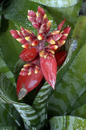 Orchids of high-mountainous Borneo. Exotic natural flowers of Borneo. Colours of a life to Borneo.の写真素材