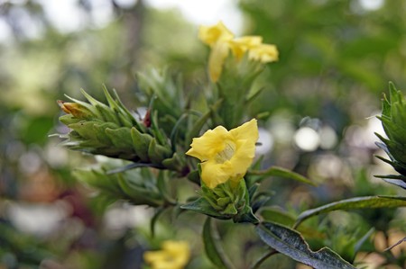 Exotic natural flowers of Borneo. Colours of a life to Borneo.の写真素材