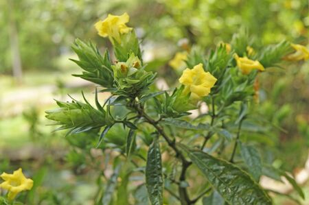Exotic natural flowers of Borneo. Colours of a life to Borneo.の写真素材