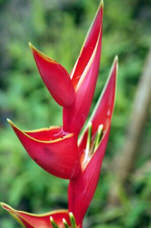 Exotic natural flowers of Borneo. Colours of a life to Borneo.の写真素材