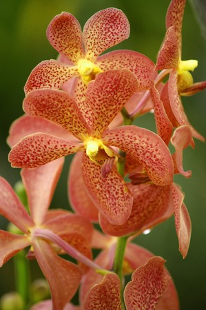 Orchids of high-mountainous Borneo. Exotic natural flowers of Borneo. Colours of a life to Borneo.