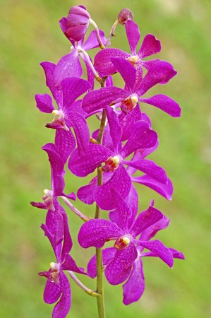 Orchids of high-mountainous Borneo. Exotic natural flowers of Borneo. Colours of a life to Borneo.