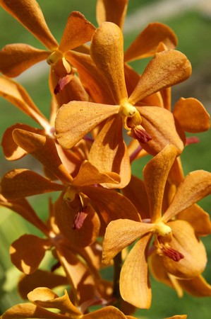 Wild orchids of high-mountainous Borneo. The paradise fallen asleep butterflies.の写真素材