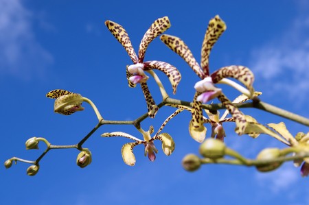 Wild orchids of high-mountainous Borneo. The paradise fallen asleep butterflies.