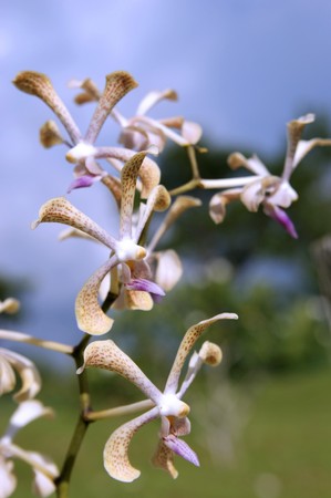 Wild orchids of high-mountainous Borneo. The paradise fallen asleep butterflies.の写真素材