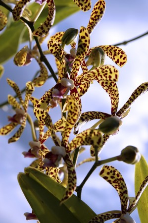 Wild orchids of high-mountainous Borneo. The paradise fallen asleep butterflies.の写真素材