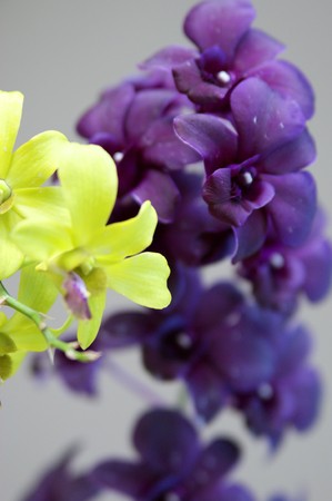 Wild orchids of high-mountainous Borneo. The paradise fallen asleep butterflies.の写真素材