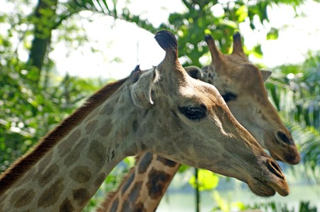 Giraffes, small herd in a zoo of Singapore.の写真素材