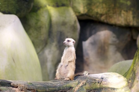 The gopher observes as we observe of it. High mountains. Borneo.の写真素材