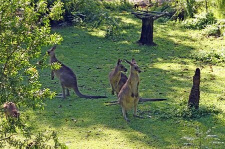 Kangaroo living in a zoo of Singapore.の写真素材