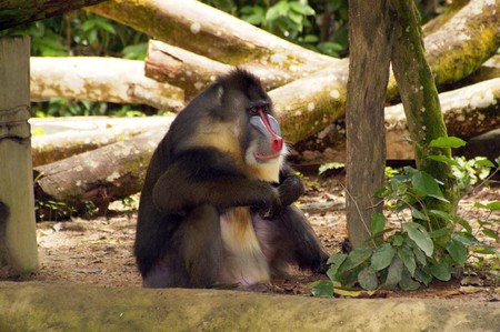Monkeys living in the Singapore zoo.の写真素材