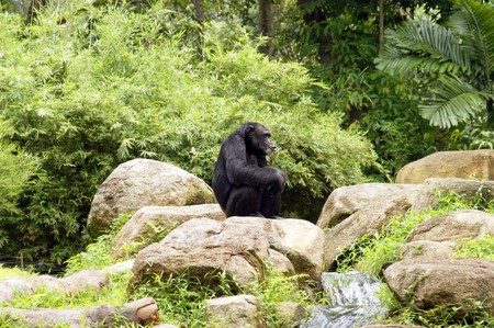 Monkeys living in the Singapore zoo.の写真素材