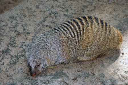 The gopher observes as we observe of it. High mountains. Borneo.の写真素材