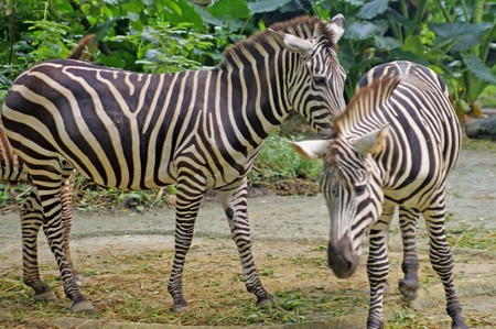 Zebra on the nature living in the Singapore zooの写真素材