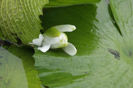 Lotos of high-mountainous Borneo. Exotic natural flowers of Borneo. Colours of a life to Borneo.の写真素材
