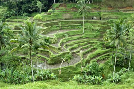 Terraces of rice fields extended to Bali. の写真素材