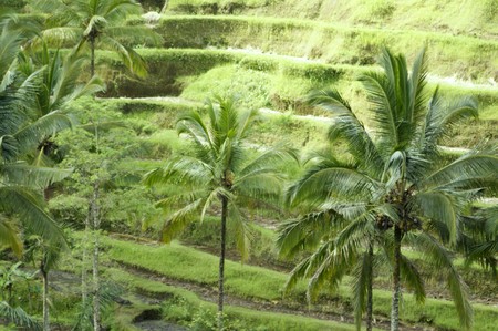 Terraces of rice fields extended to Bali. の写真素材