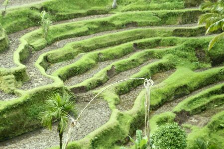 Terraces of rice fields extended to Bali. の写真素材
