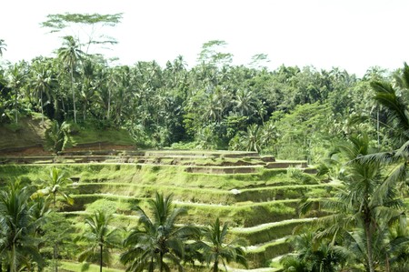 Terraces of rice fields extended to Bali. の写真素材