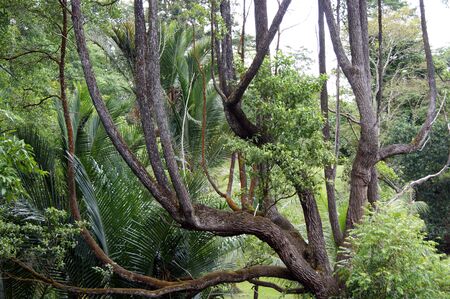 Unusual trees of an unusual kind the cities of Kuchings growing in city park. Borneo.の写真素材