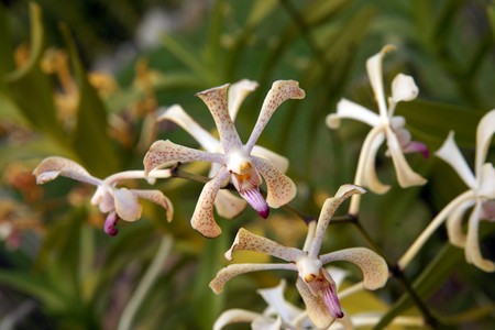 Orchids of high-mountainous Borneo. Exotic natural flowers of Borneo. Colours of a life to Borneo.