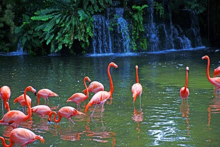 Flight of fine pink flamingos on lake in rainforest. Park of birds. Singapore.の写真素材