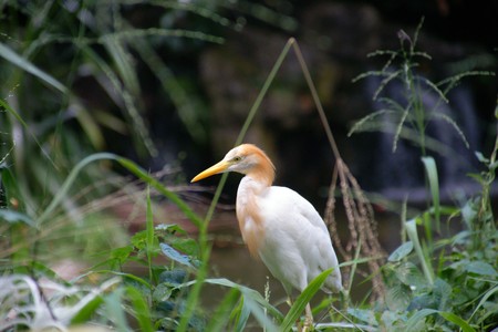 Herons on a lawn in equatorial jungle. The bird's park. Singapore.の写真素材
