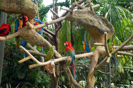 Parrots living freely in tropical forest in Park of birds. Singapore.の写真素材