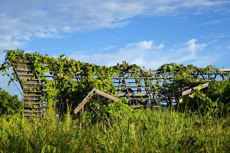 Very old destroyed house is located in jungle at peninsula Santubong coast. Borneo.の写真素材