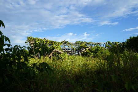 Very old destroyed house is located in jungle at peninsula Santubong coast. Borneo.の写真素材