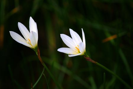Wild flowers of high-mountainous Borneo. The paradise fallen asleep butterflies.の写真素材