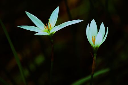 Wild flowers of high-mountainous Borneo. The paradise fallen asleep butterflies.の写真素材