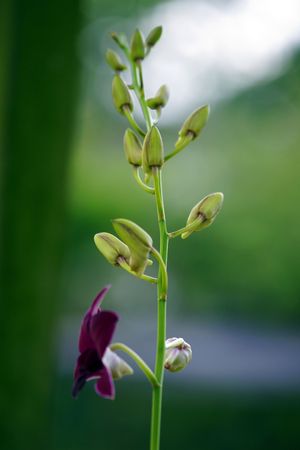 Wild orchids of high-mountainous Borneo. The paradise fallen asleep butterflies.の写真素材
