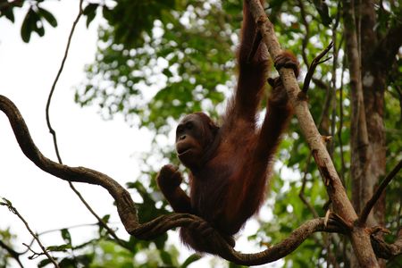 Orangutans living in tropical rainforest of Borneo.の写真素材