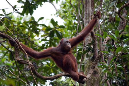 Orangutans living in tropical rainforest of Borneo.の写真素材