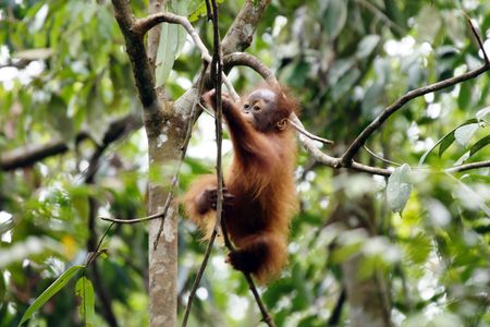 Orangutans living in tropical rainforest of Borneo.の写真素材