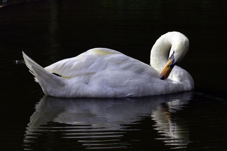 The beauty the Swan on a wild pond.の写真素材